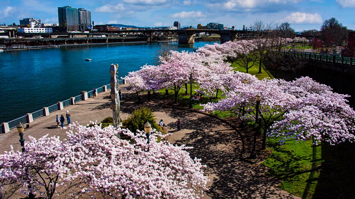 Where to see cherry blossoms in Oregon and Washington