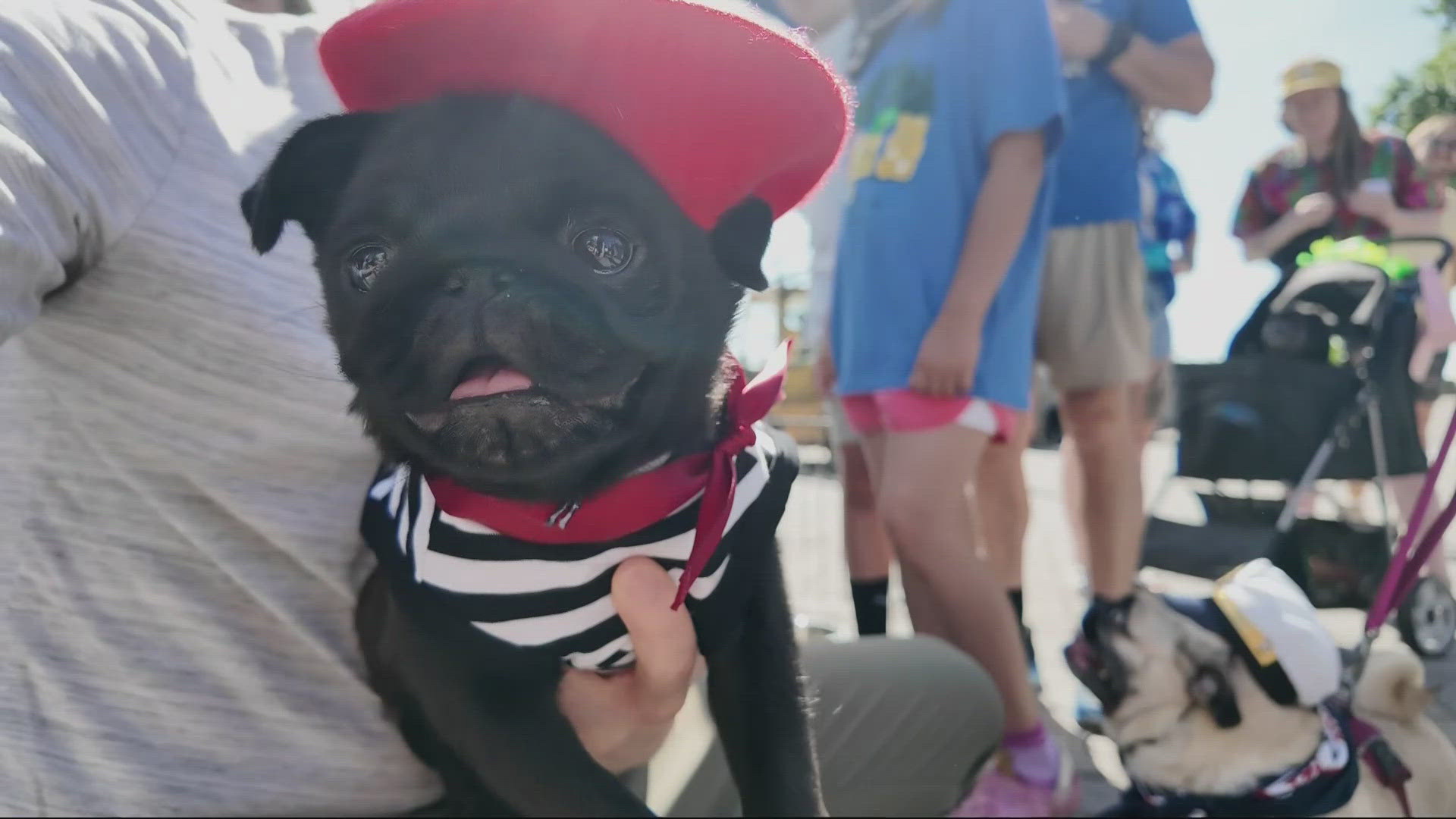 A parade of pugs, along with races, raffles, giveaways and a beauty pageant took over the waterfront to raise funds for the Pacific Pug Rescue.