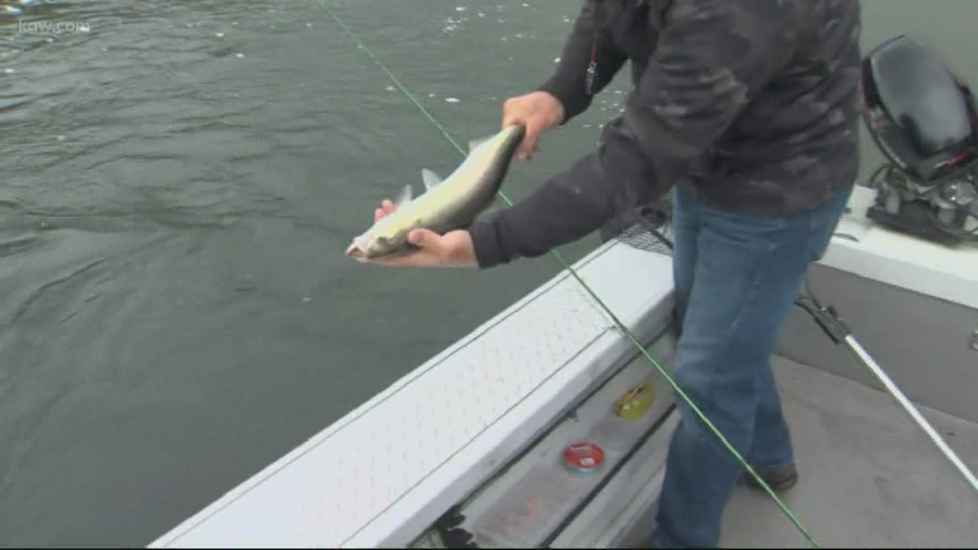 The largest run of American shad is up the Columbia River. KGW's Tim Gordon joined guide Rob Crandall, who reels in a fish during a live segment.