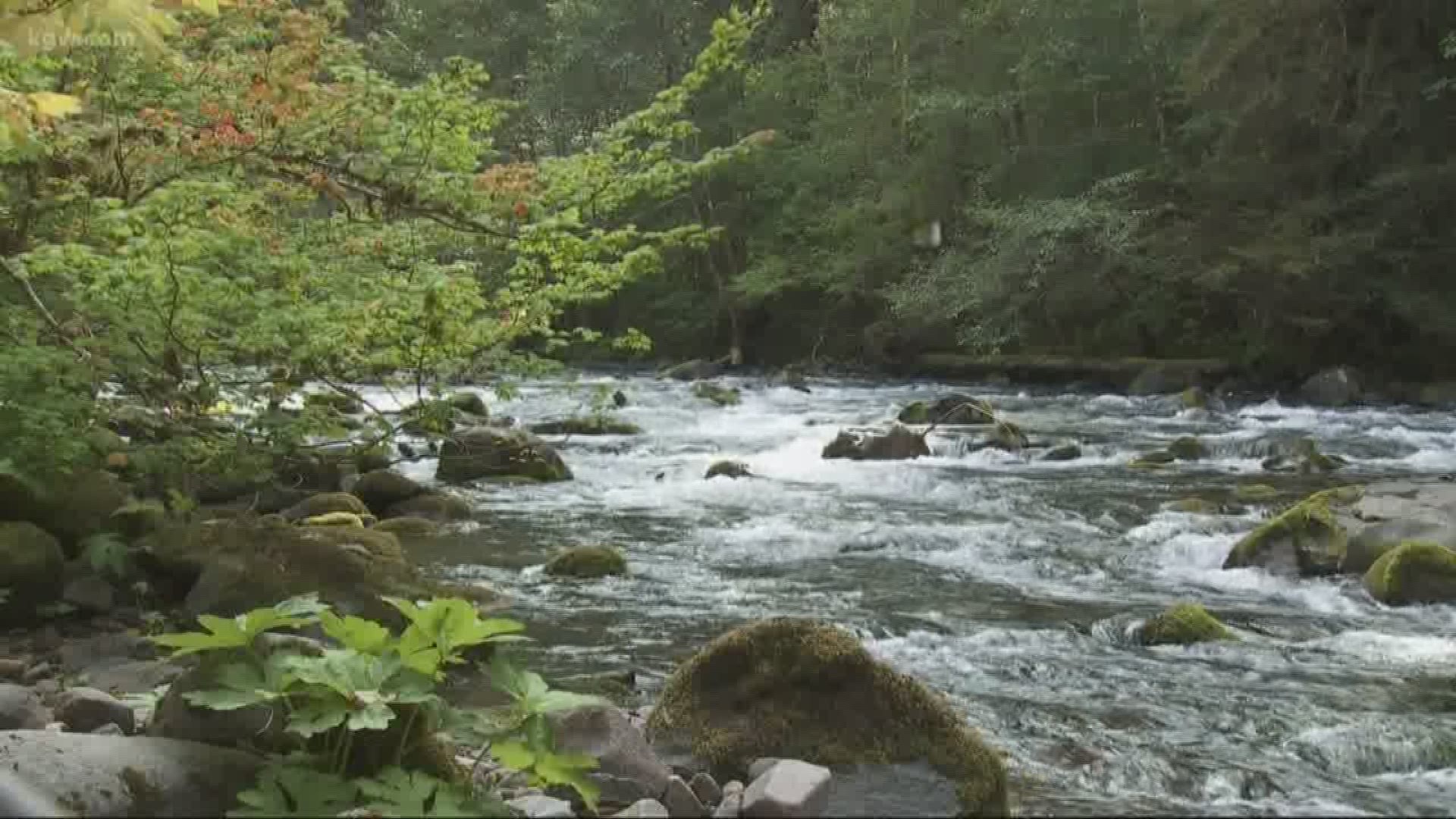 A babbling river, old growth forest, campgrounds galore. Grant McOmie takes us along one of Oregon's prettiest roads.