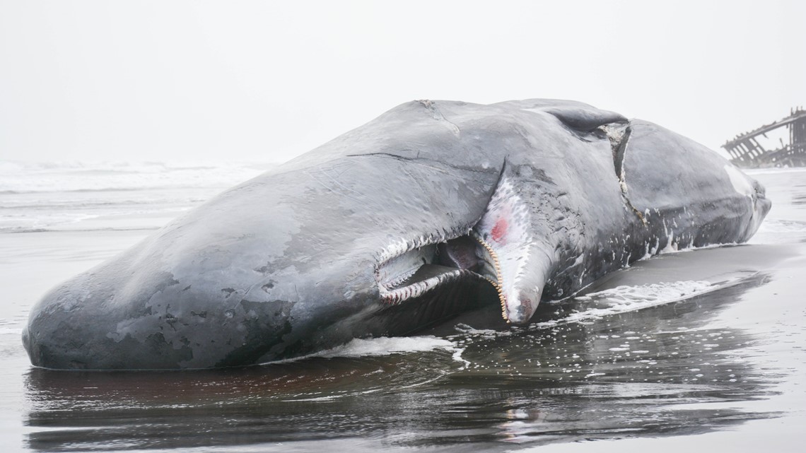 Sperm whale beached in Oregon killed by ship, feds find