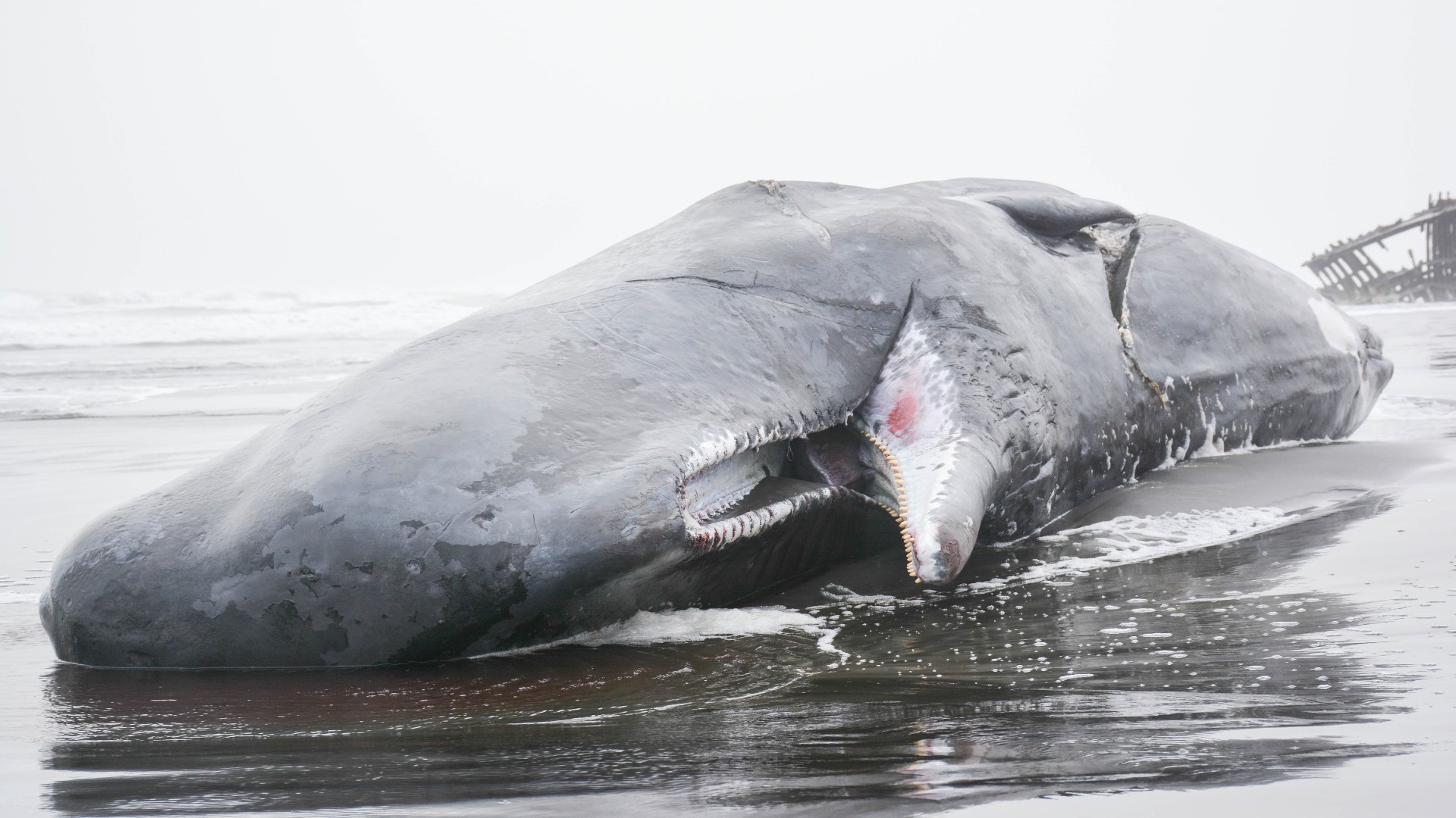 Dead whale washes up on Oregon coast at Fort Stevens State Park | kgw.com