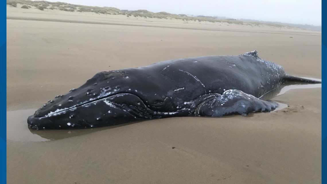 beached humpback whale