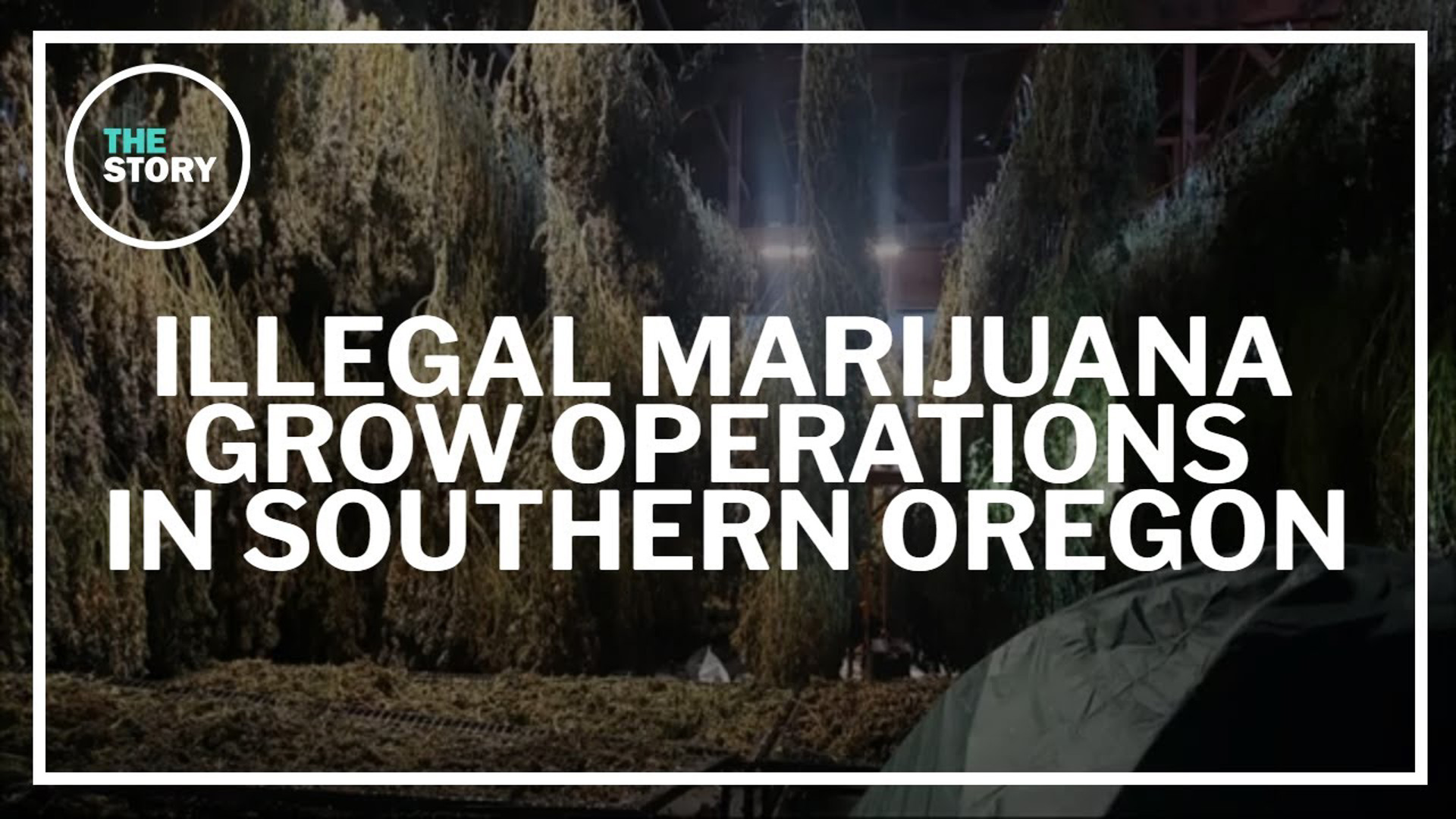 The county says illegal marijuana grows are overwhelming the legal system and water supply.