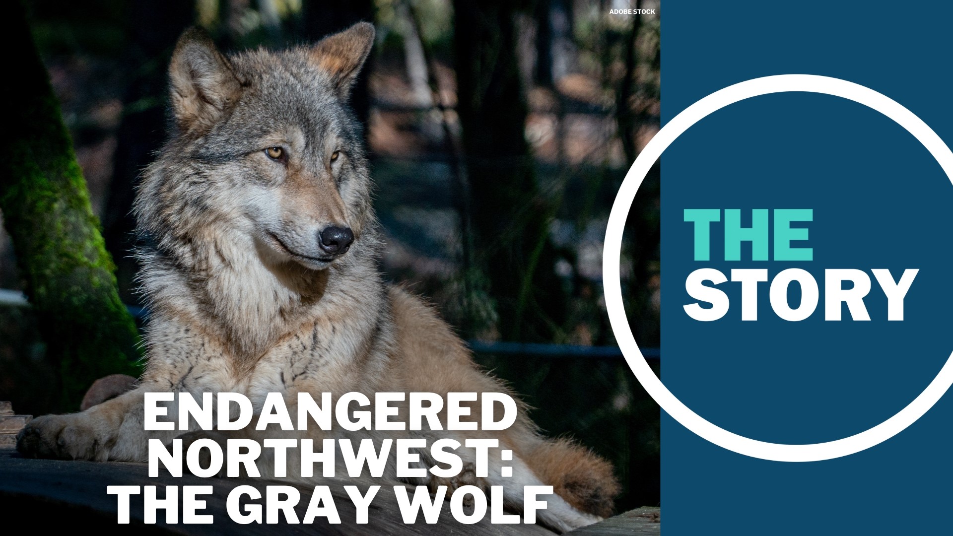Wolves used to roam all over the West, but after a century of bounty programs, the predators were extirpated from much of their native range in the mid 1900s.