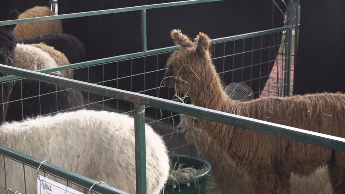 Competencia de robo de alpacas en el recinto ferial del condado de Yamhill