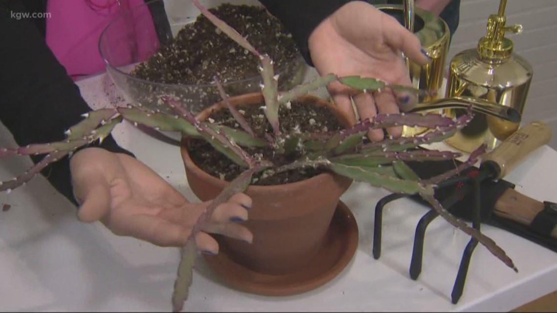 How to repot a plant with Potted Elephant