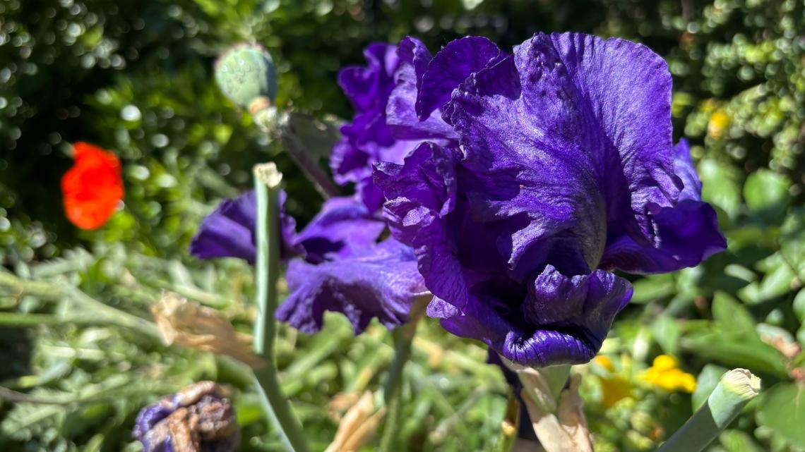 Southeast Portland homeowners report woman stealing flowers from yards