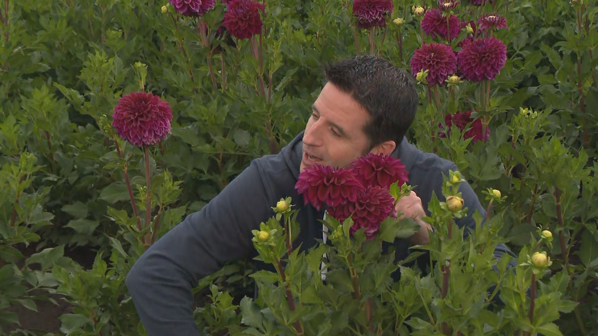 Drew Carney spends the morning at the Swan Island Dahlia Festival. Open now through September 30, Wednesday - Sunday, 9am - 5:30pm. Free admission and parking!