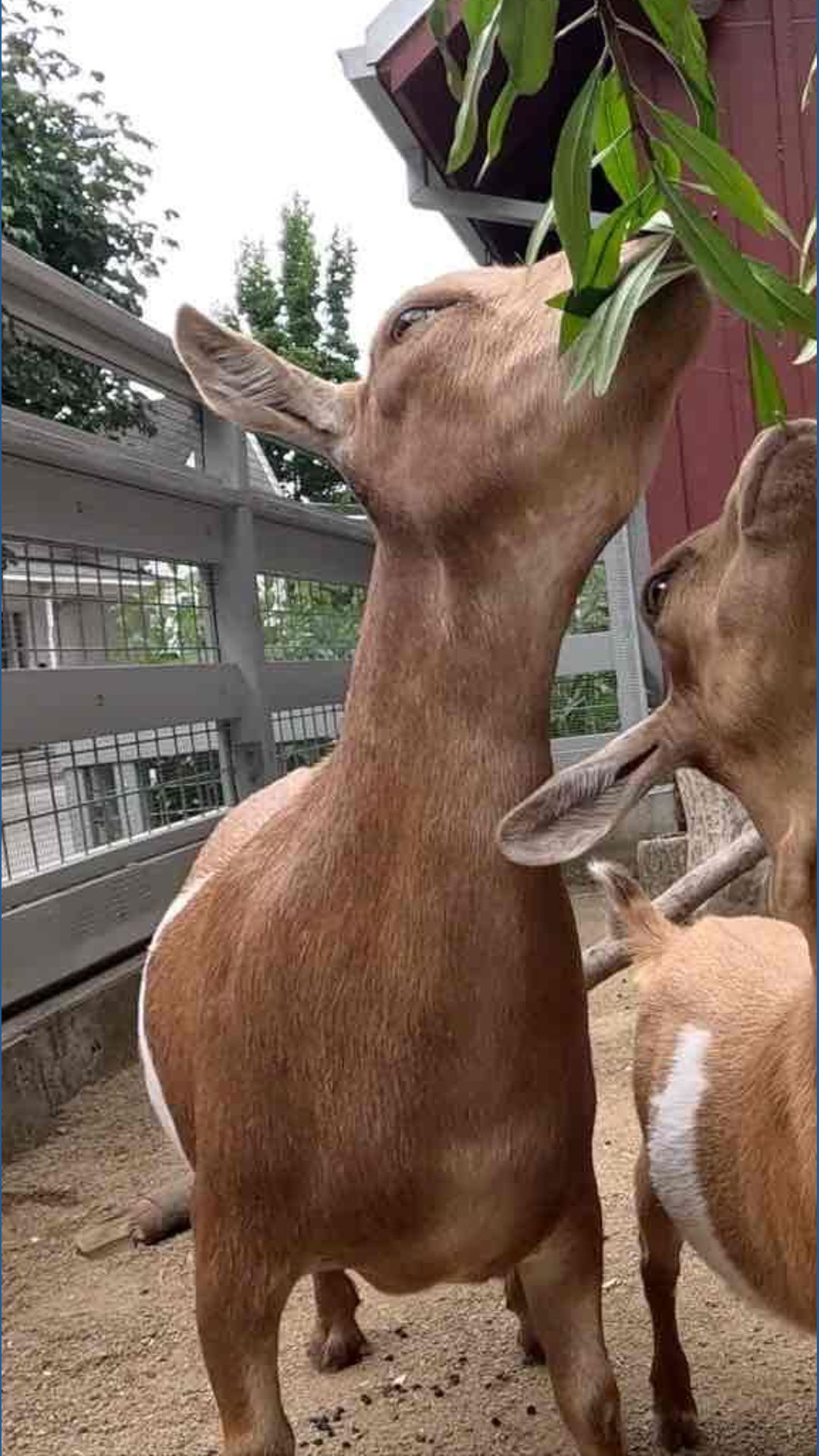 Meet Oregon Zoo's new Nigerian dwarf goats | kgw.com