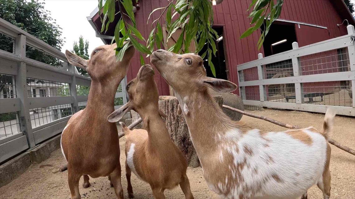 Meet Oregon Zoo's new Nigerian dwarf goats | kgw.com