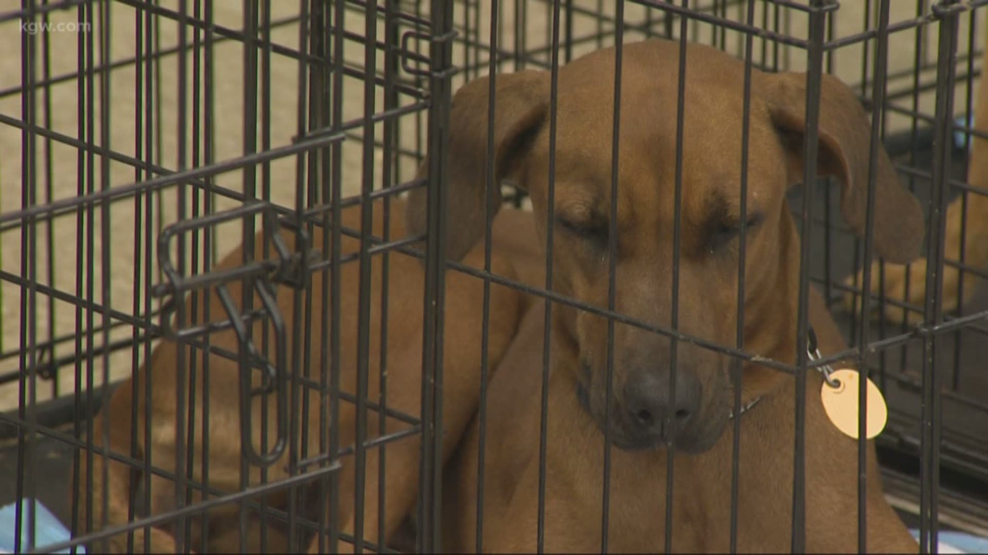 Dogs rescued from kill shelters in Texas