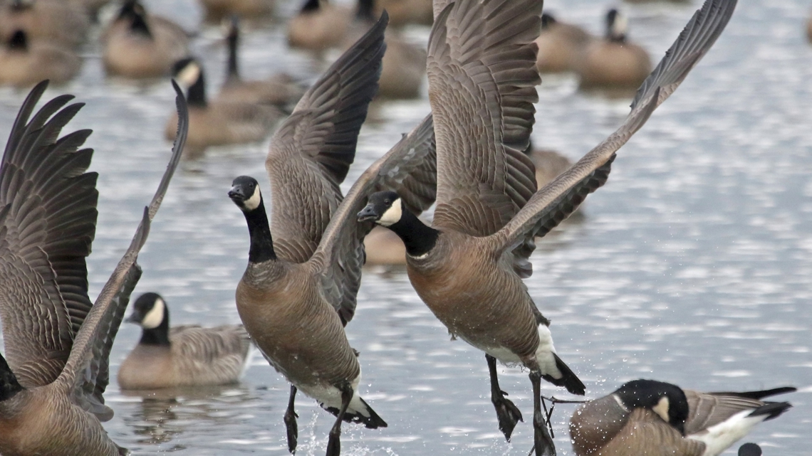 Documenting thousands of migrating Canadian geese in western Oregon