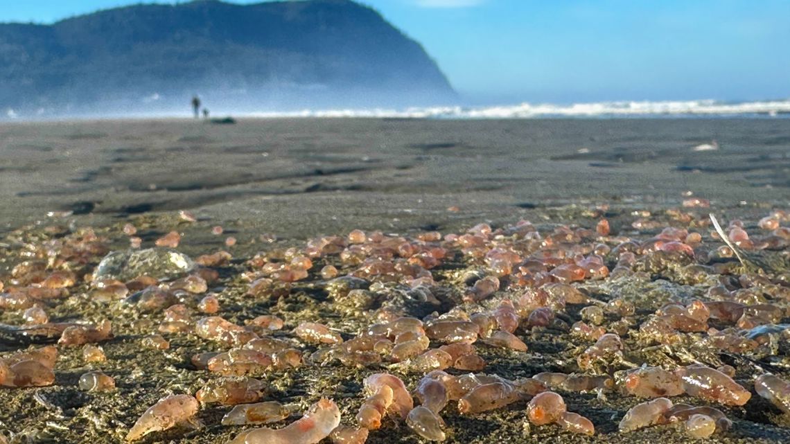 Thousands of 'skin-breathing' sea cucumbers left stranded on Oregon Coast beach