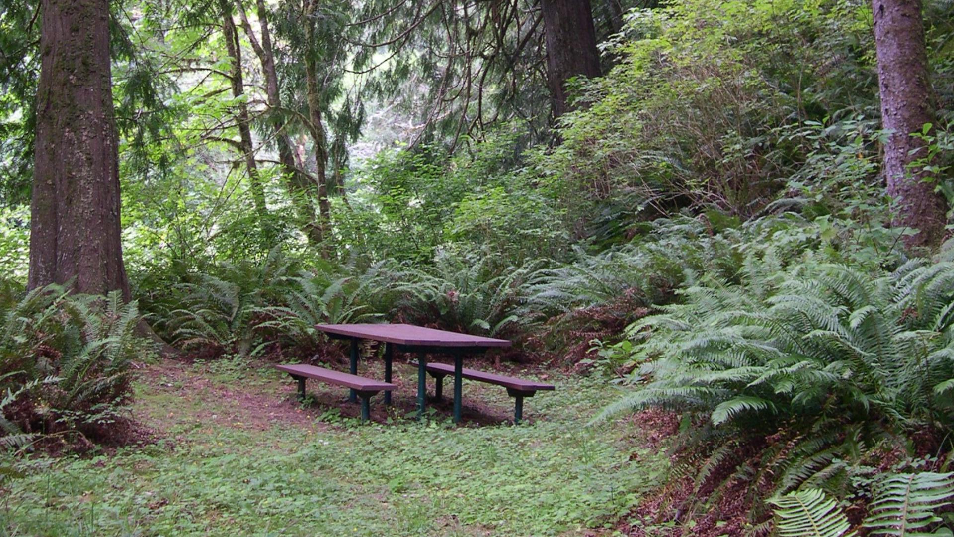 Camping on Trask River in Oregon Coast Range | kgw.com