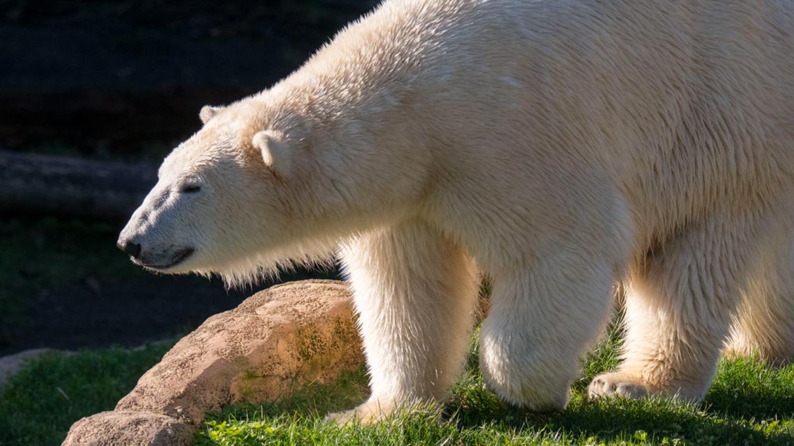 Meet Kallik! Oregon Zoo welcomes new polar bear