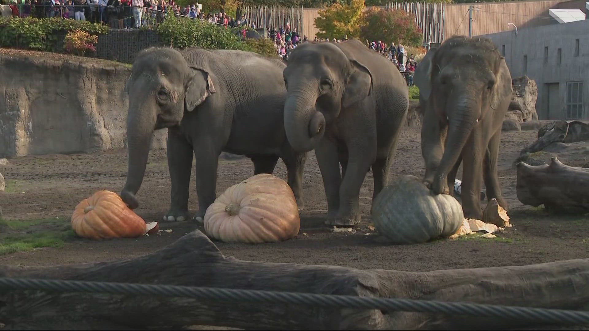 Elephants at the Oregon Zoo stomped and chomped on massive pumpkins from members of the Pacific Giant Vegetable Growers Club.