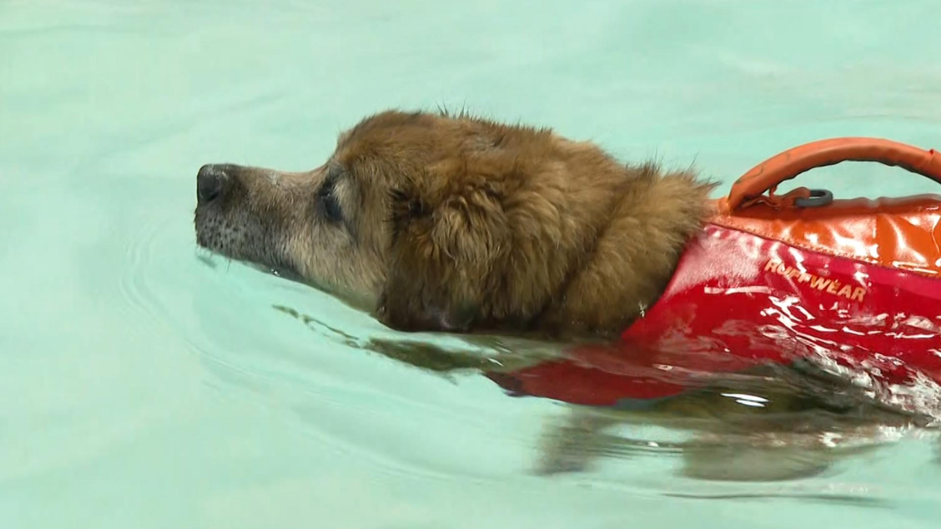 The Hillsboro facility's lease deadline is June 14, and without a place, they will have to shut down, leaving dogs who need healing and their owners in the lurch.