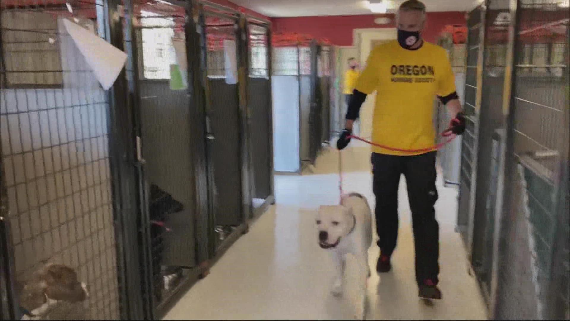 The humane society's disaster response team is in Tennessee helping dogs that had to be evacuated from shelters in Louisiana. KGW's Mike Benner reports.