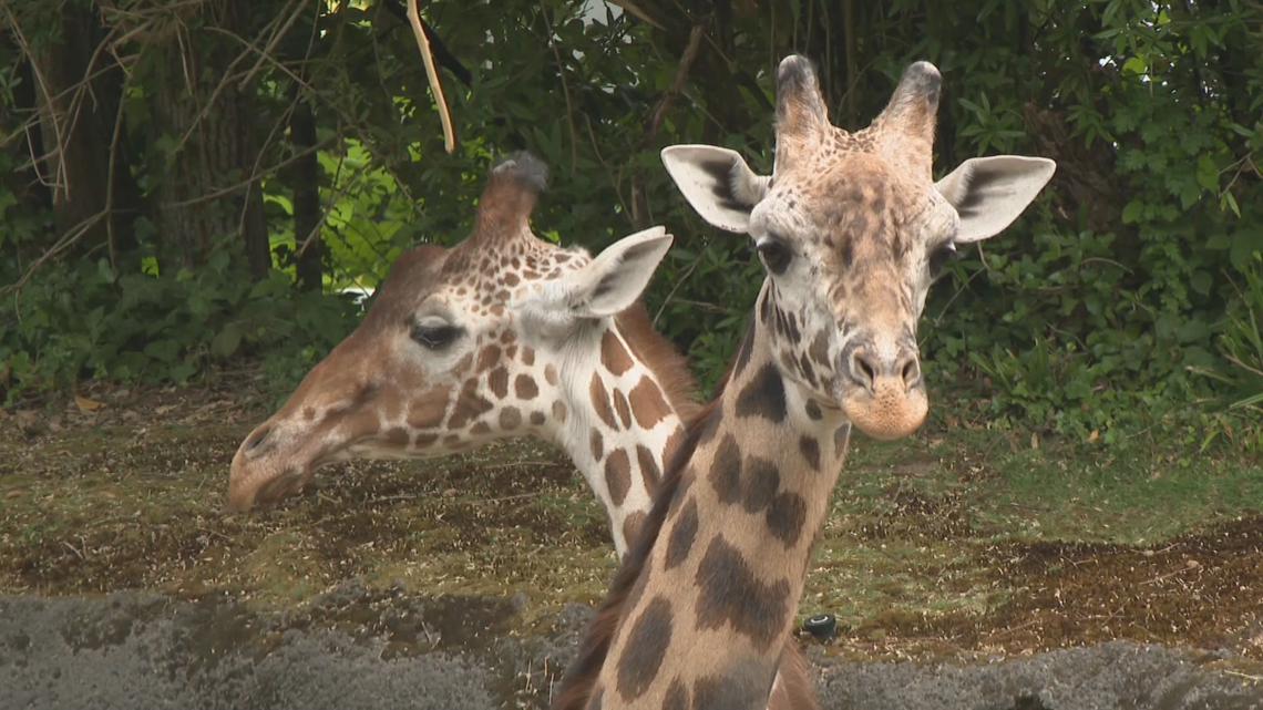 Celebrating World Giraffe Day at the Oregon Zoo | kgw.com
