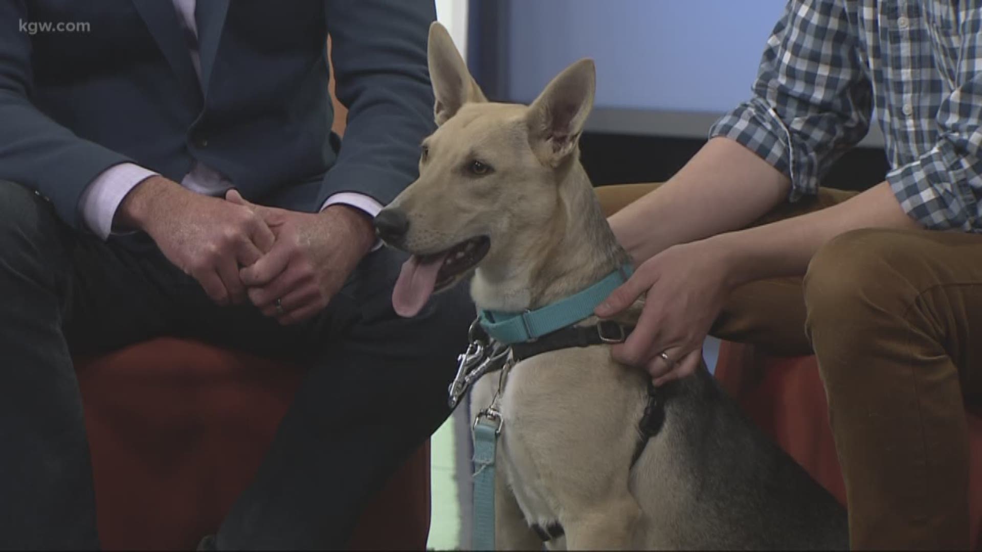 Sam Ellingson of the Oregon Humane Society for Southwest Washington stopped by KGW with Jax. He's a year old and now weights 37 pounds. Before coming to the shelter, Jax had his right rear leg amputated.