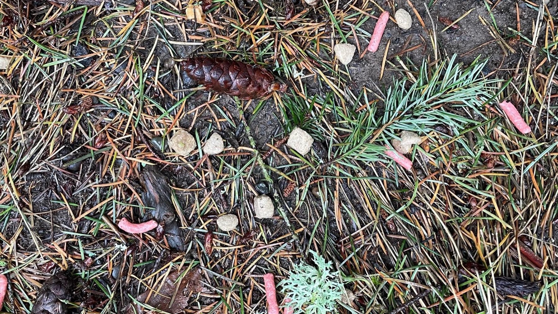 Vet warns of possible poisoned dog treats found at Mt. Tabor