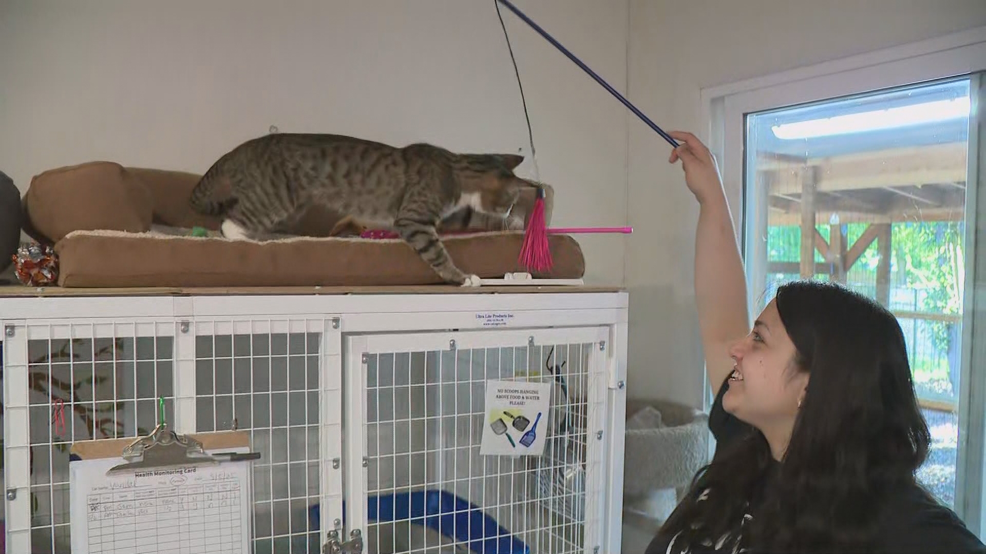 Furry Friends is the largest cat-only shelter in Clark County. The shelter is holding an online fundraiser through May 7.