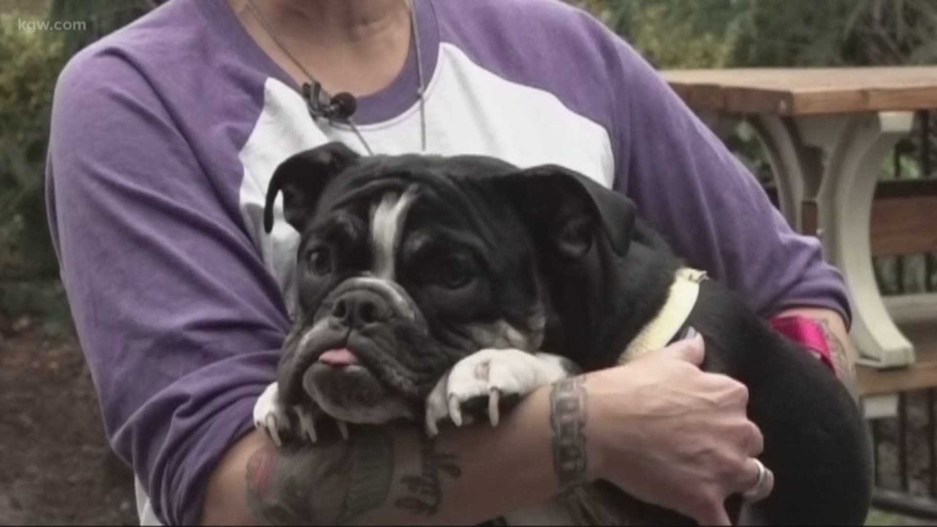 A local bulldog has a new lease on life thanks to a special prosthetic leg.