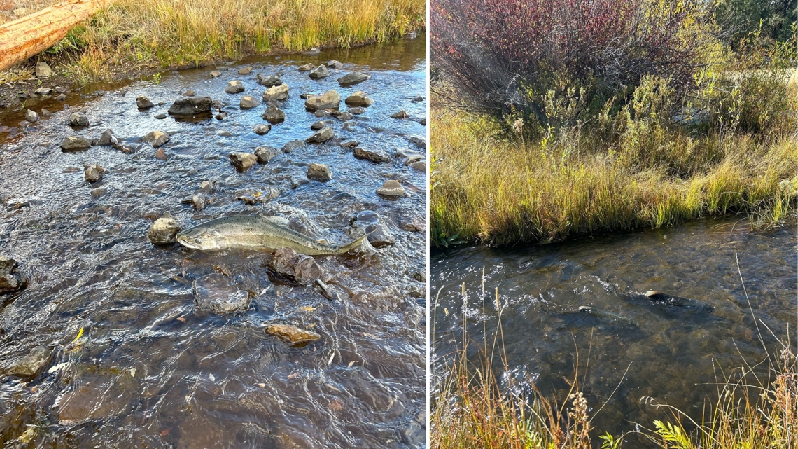 Chinook Salmon Return to Klamath River Basin