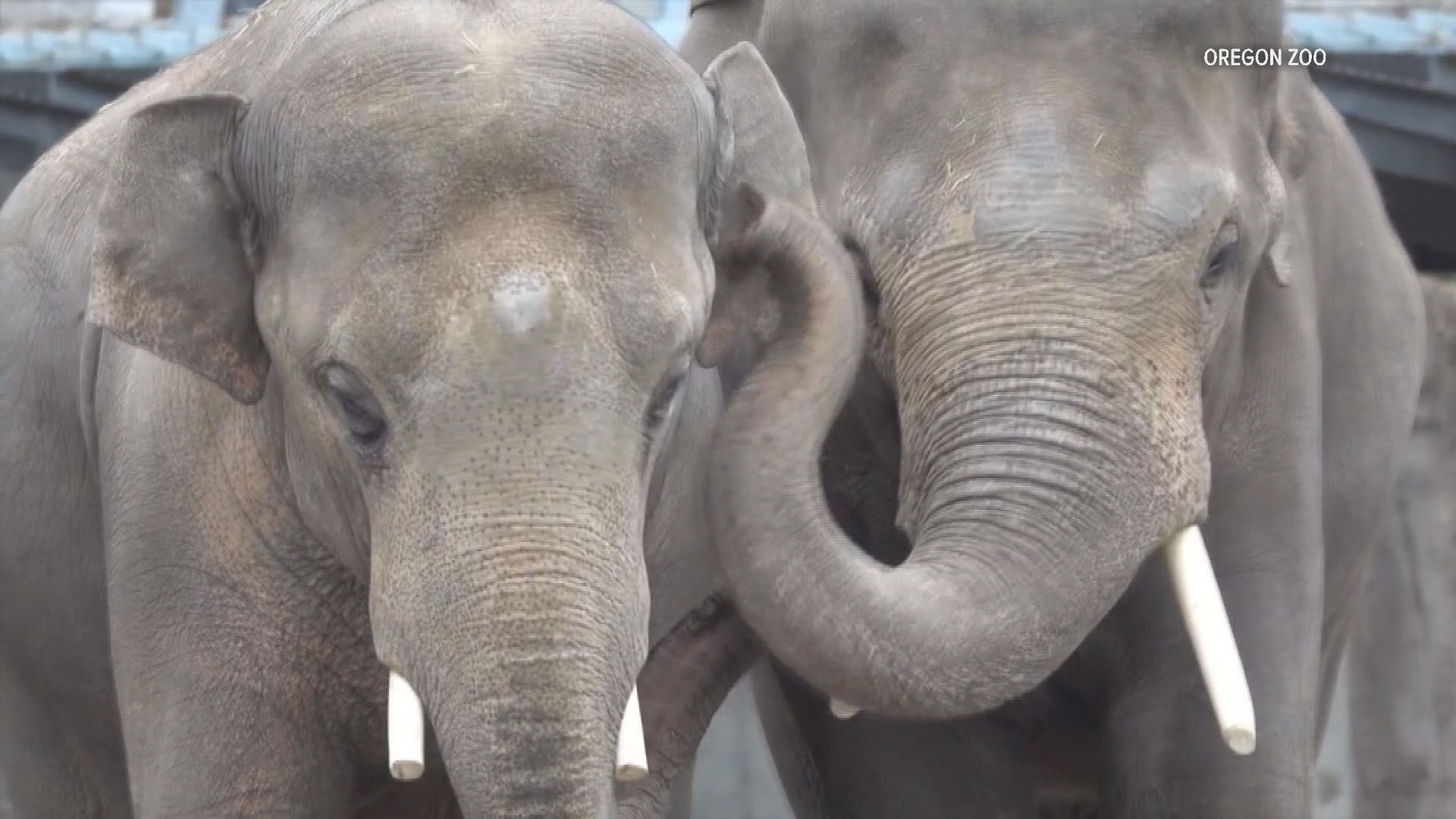 Saturday is World Elephant Day and the Oregon Zoo will celebrate the occasion with Samson and the rest of the zoo's elephant herd.