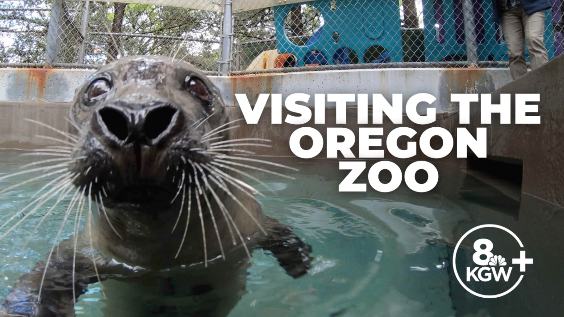 Drew Carney helps train the harbor seals, learns about the effort to save the endangered tiny pond turtles, visits the red-tailed monkeys and meets King, the rhino.