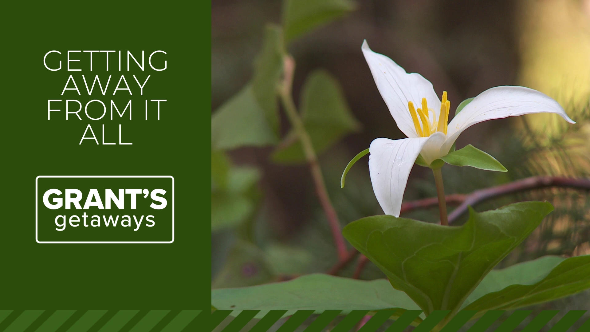 In spring, the South Fork Alsea River becomes a treat for the senses, offering wildflowers and waterfalls within a pristine and quintessentially Oregon scene.