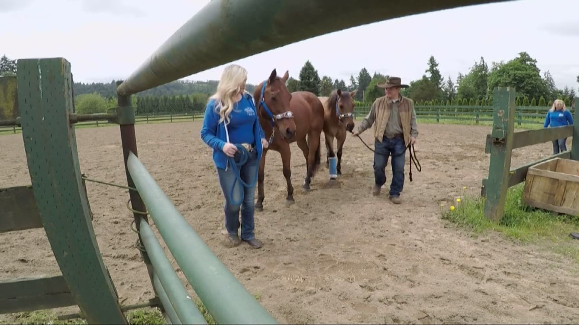 Horses injured in I-5, owner asking public for help with mounting vet bills