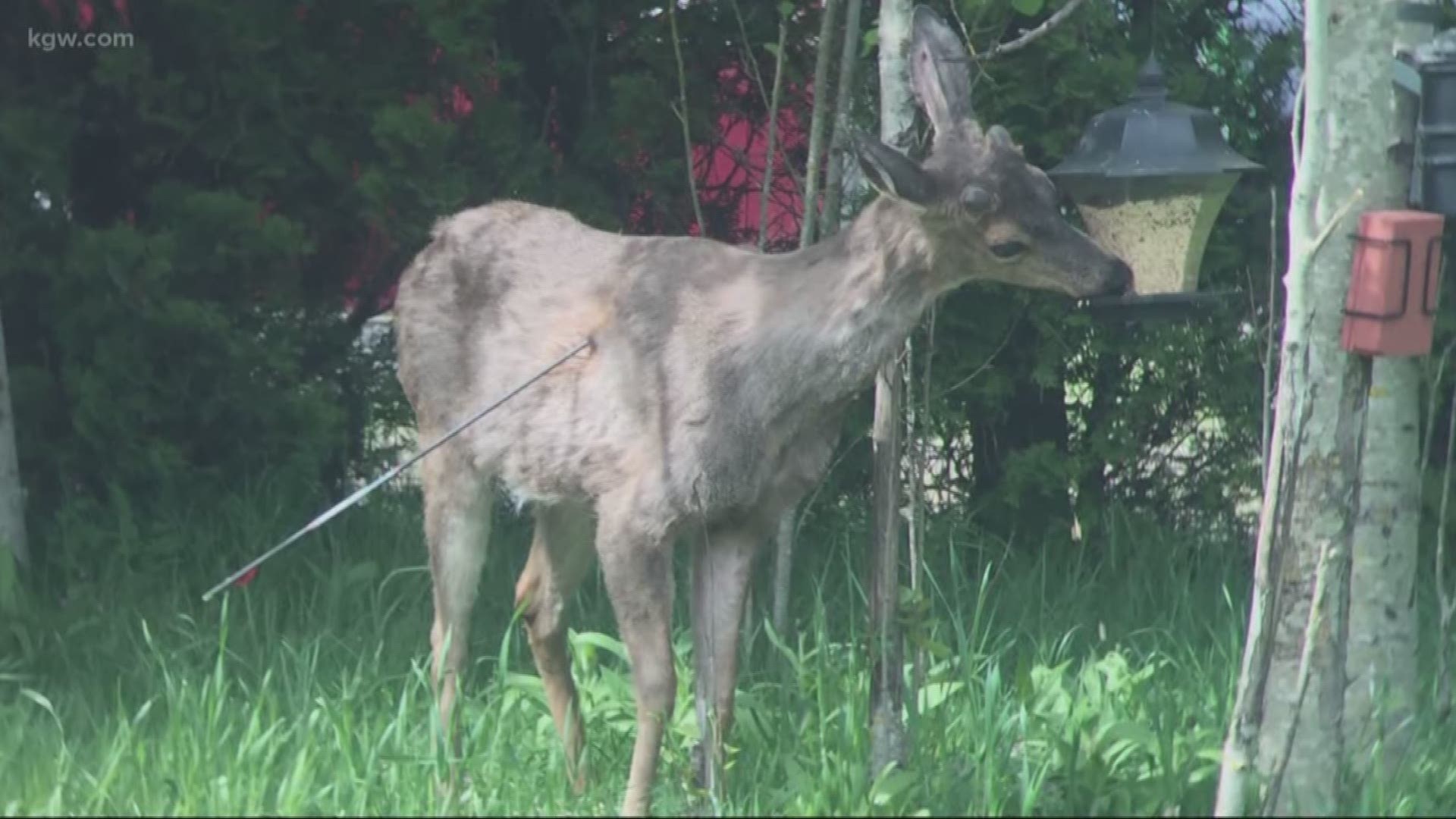 Another deer was shot with an arrow. This time in Salem.