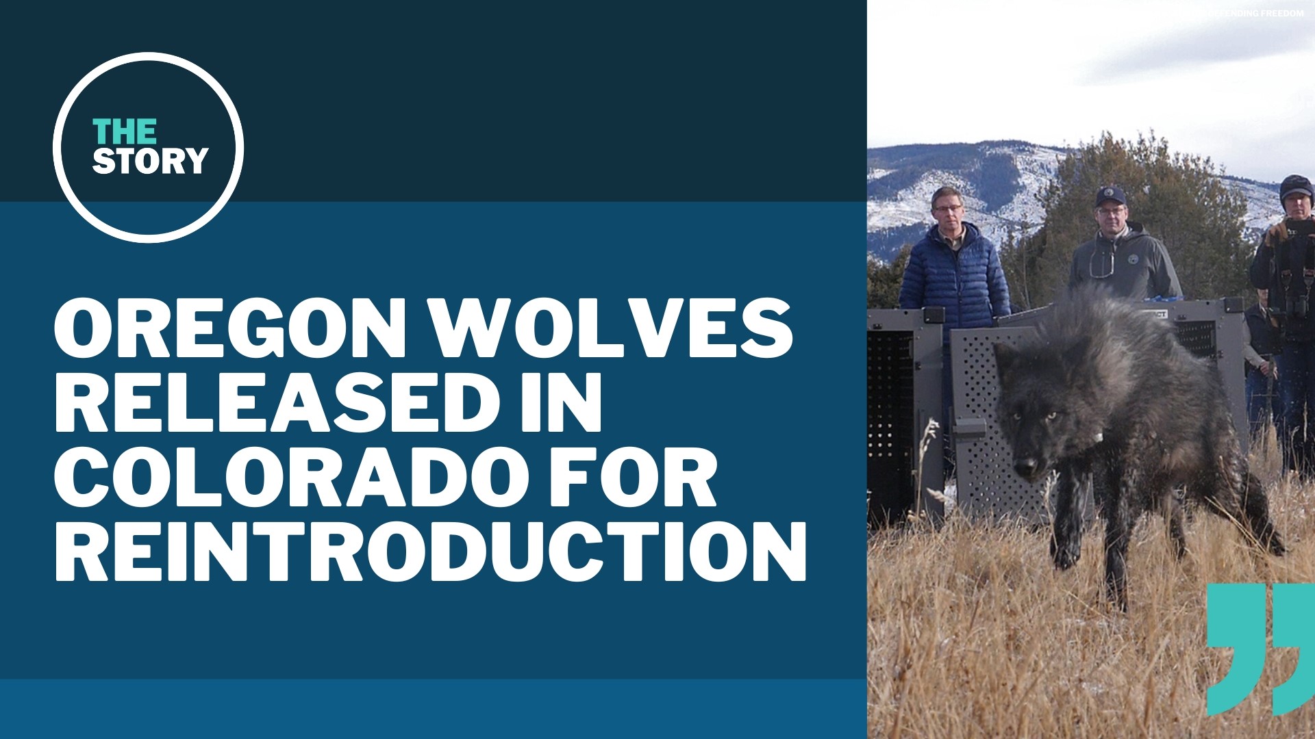 The wolves were captured in Wallowa and Union counties over the weekend. They'll form the foundation of Colorado's own reintroduction efforts.