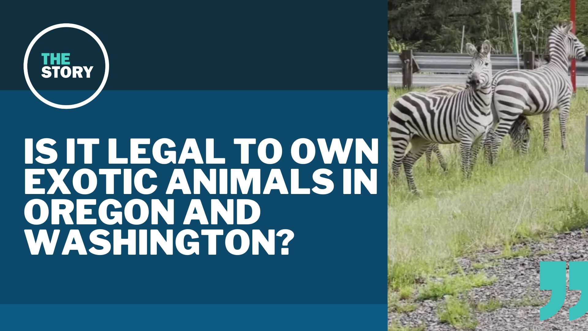It's perfectly legal to own zebras in both Washington and Oregon, as it turns out. Really, only dangerous animals are highly regulated by the state.