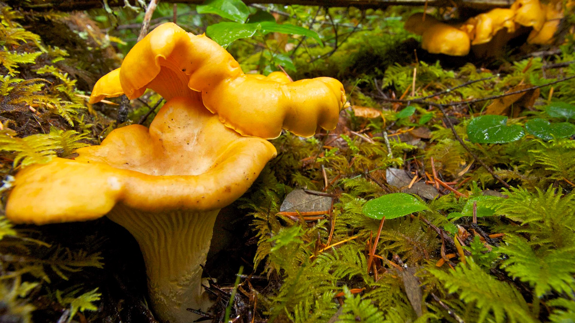 There's Gold in the Hills! Golden Chanterelle Mushroom Season