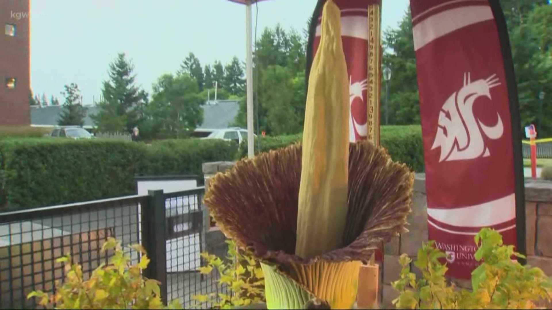 Professor Steve Sylvester was mowing his lawn when his wife told him to shut it down. His cellphone was blowing up with calls that his precious corpse flower was finally blooming after 17 years of nurturing.
