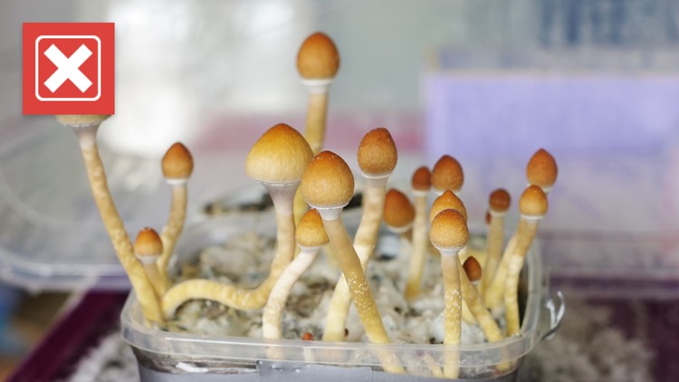 No, uncultivated mushroom spores do not contain psilocybin