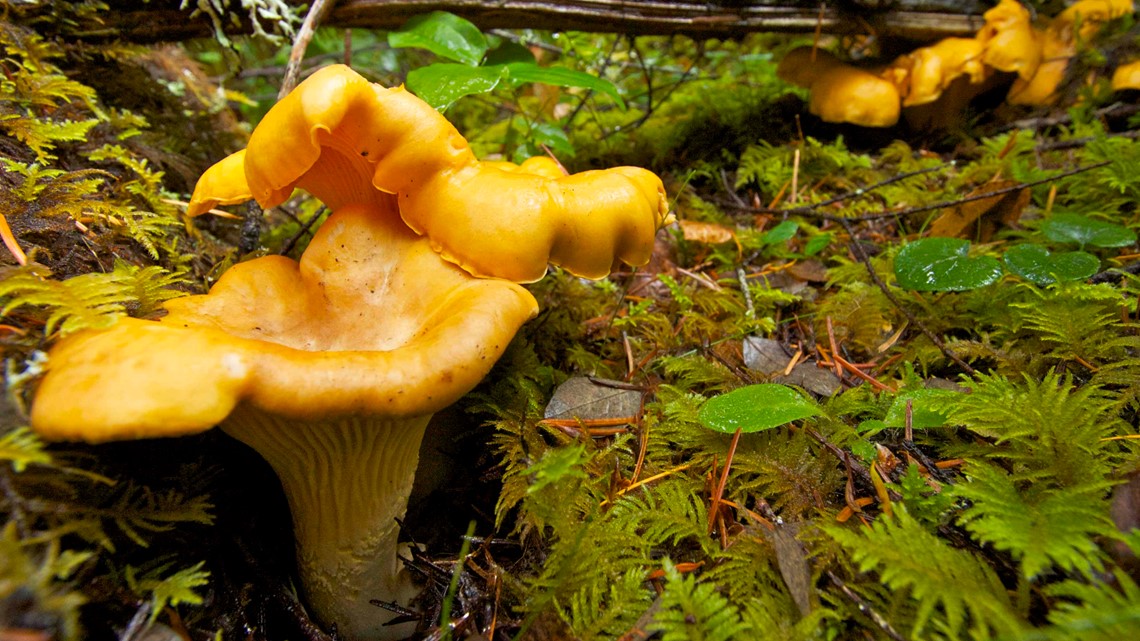 A chanterelle feast in Tillamook State Forest