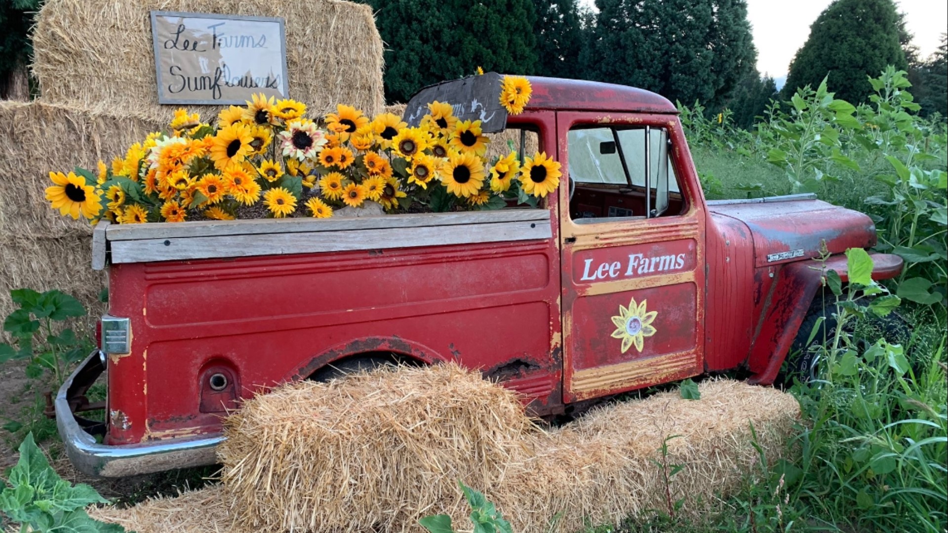 The Sunflower Festival at Lee Farms runs Aug. 19-Sept. 4. Visitors can take photos, enjoy food and drinks, live music and other family friendly entertainment