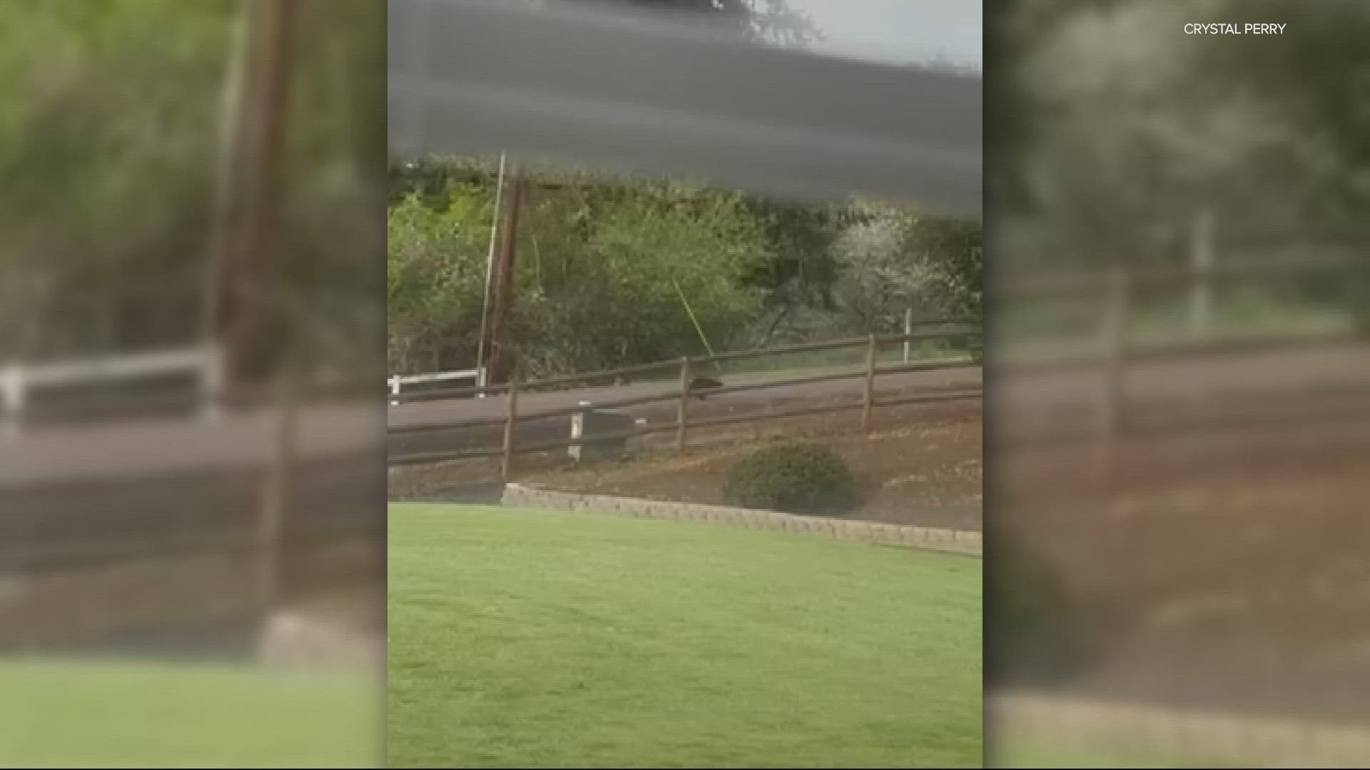 A KGW viewer captured a wolverine trying to get her yard near Hidden Valley Road in Lebanon.