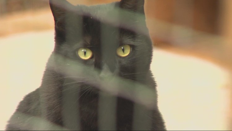NE Portland woman creates penthouse for her cats that is part of the 10th annual Catio Tour