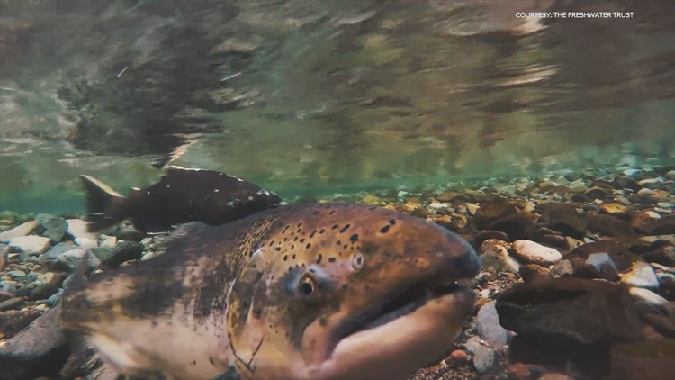 Native salmon population on the rise in Sandy River Basin
