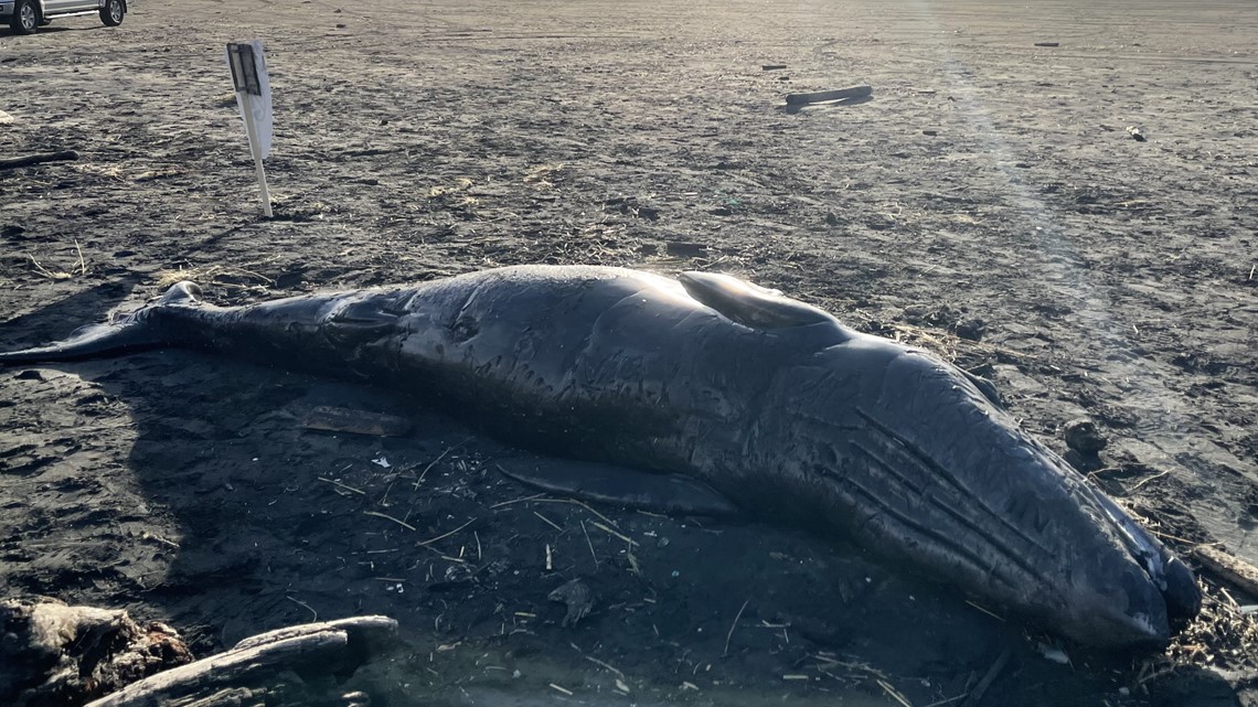 An expert explains what's next for washed-up whale on Oregon Coast - OPB