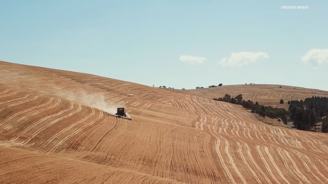 Eastern Oregon wheat farmers say rising costs are pushing them into the red