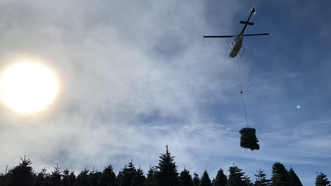 Harvesting Christmas trees by helicopter - Vertical Mag