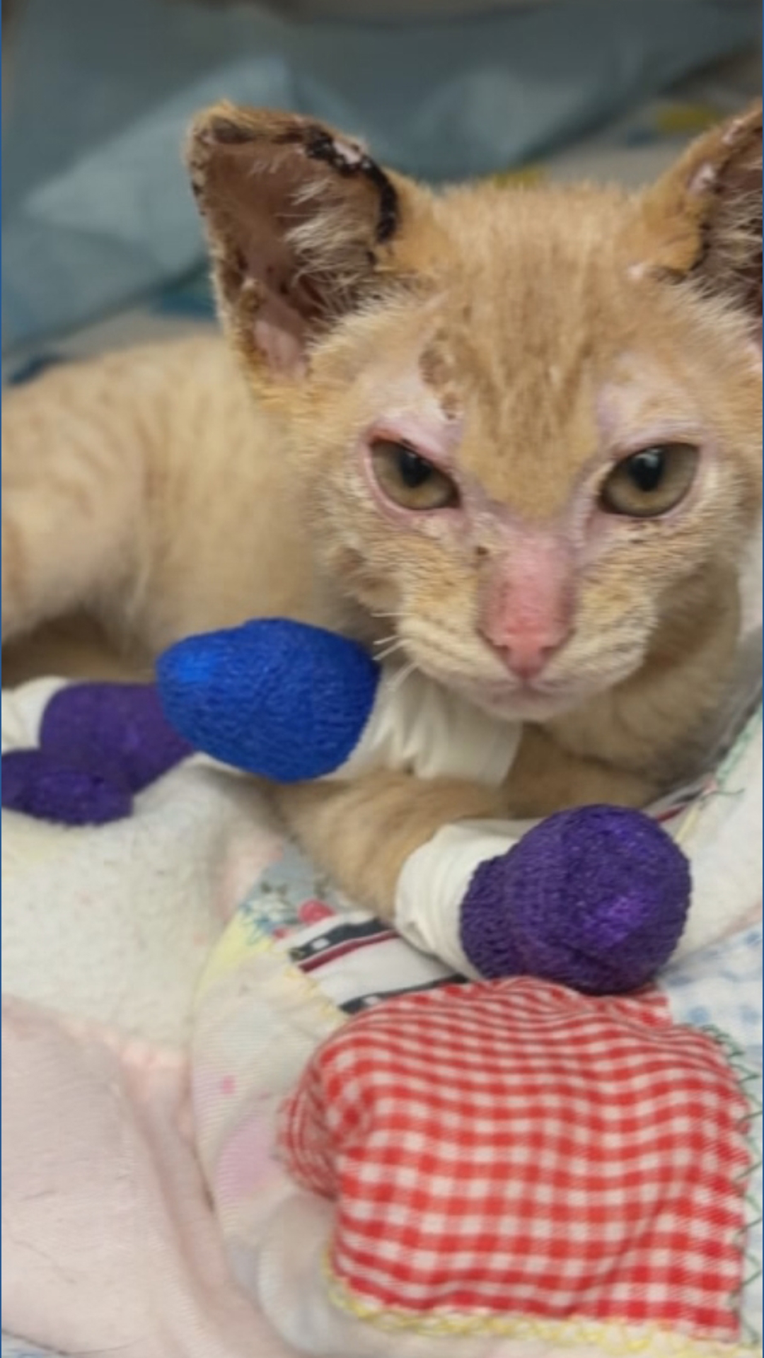 Kitten badly burned in Rowena Fire makes full recovery | kgw.com