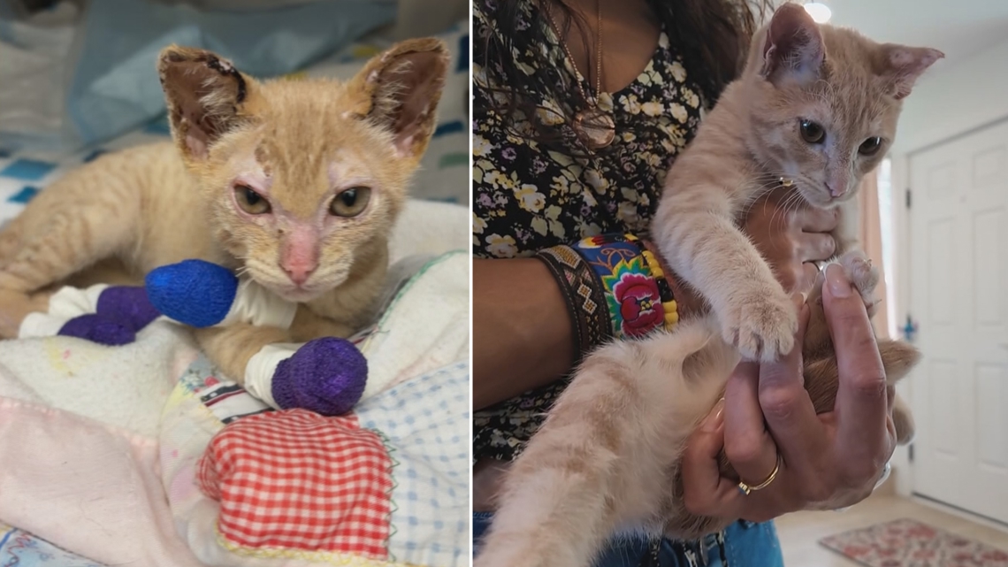 Kitten badly burned in Rowena Fire makes full recovery | kgw.com