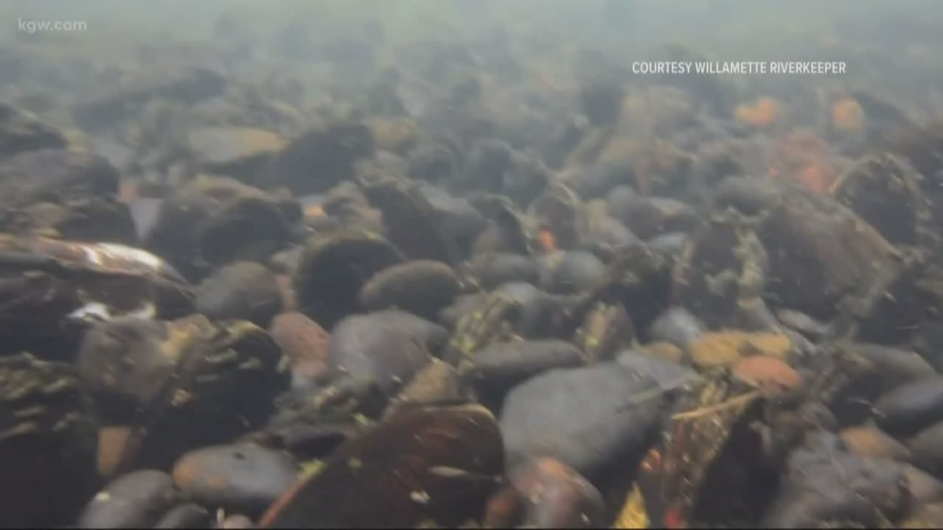 Mussels are rebounding in the Willamette River.